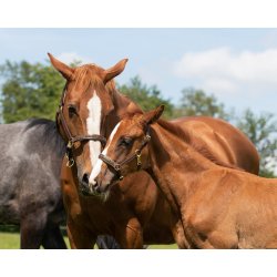 QHP l�dergrime brun eller sort med glitter sten p� n�seryg - ogs� til f�l